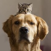 Для любителей кошек и собак появились отдельные каналы