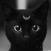 О котятах и не только