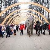 Каждые выходные в парке «Сокольники» проходит парад «Цирка огромных зверей»