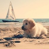 В Италии открылся пляж для собак