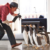 Пингвины мистера Поппера