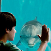 История дельфина