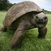 Самой старой черепахе исполнилось 182 года!