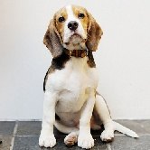 В амстердамском аэропорту потерянные вещи возвращает бигль