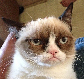 Сердитый кот в рекламе быстрых завтраков