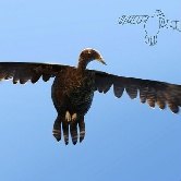 Художник переработал свои детские рисунки