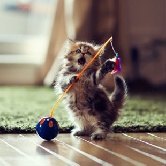 Устройство Kittyo будет играть с твоей кошкой пока тебя нет дома