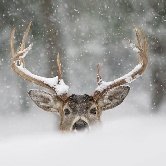 В Финляндии появились светящиеся олени