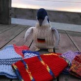 Австралийцы призывают всех вязать свитера для спасения пингвинов