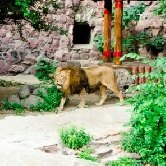 Лев Макс и львица Лина отпраздновали новоселье в московском зоопарке