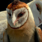 Легенды ночных стражей