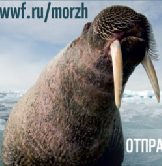 Добрая вечеринка Arctic Explorer в ЦУМе