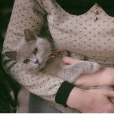 Владельцы кошек умнее владельцев собак