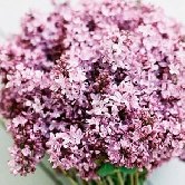 В России выберут зеленые символы